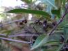 devils_canyon32