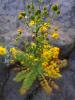 devils_canyon38